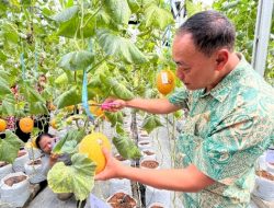 Wujudkan Ketahanan Pangan, PLN UIP JBTB Salurkan Bantuan Program TJSL untuk Petani Milenial Melon di Winong Boyolali