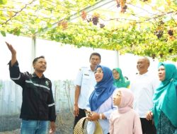 Bank Sampah Mandiri Keluarga Harapan (BSMKH) Berhasil Mengembangkan Green House Anggur