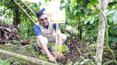 Mitigasi Longsor dan Dorong Ekonomi Warga, PLN UIP JBTB Salurkan Bantuan Konservasi 4.000 Pohon Aren Genjah Asal Aceh di Banyuwangi