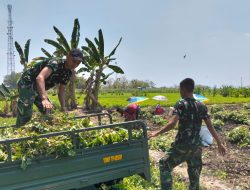Wujudkan Kemanunggalan TNI dan Rakyat, Yonif TP 885/Belibis Putih Turun Langsung Bantu Petani Panen Kacang